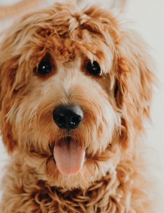 a dog with a long tongue and a brown head at The Terra at Norcross